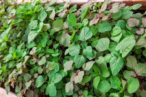 Hai cách chế biến rau dền phổ biến nhất là luộc và nấu canh. Ảnh: caythuocdangian.