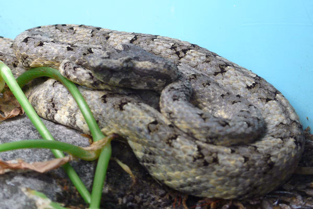 Rắn lục sừng (Trimeresurus cornutus) là một loài rắn độc được tìm thấy ở Việt Nam. Trước đây, nó được biết đến từ chỉ hai tiêu bản nhưng gần đây các phát hiện lại ở miền trung Việt Nam. Đầu chúng có hình tam giác phân biệt rõ với cổ, mặt trên đầu phủ vảy nhỏ, có vảy trên mắt phát triển thành cái sừng trên mắt. Kích thước trung bình của cơ thể là 50 cm.
