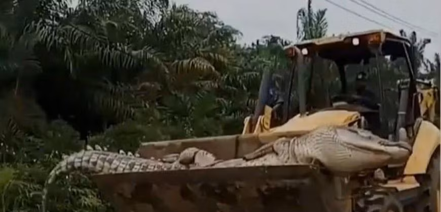 Các chuyên gia xác định con cá sấu có "tuổi thọ" lên đến 50 tuổi. Sau khi con vật chết, dân làng đem nó đi chôn. Theo tín ngưỡng bản địa, cá sấu là linh hồn của ma quỷ vì nó có thể to lớn và đã tấn công nhiều người.