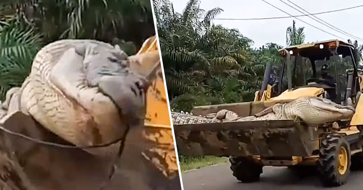 Để bắt được con cá sấu "khủng" này, dân làng đặt bẫy bằng các tấm lưới có gắn những lưỡi dao sắc bén. Nhờ vậy, con vật rơi vào bẫy đã giăng ra. Sau 2 ngày, con cá sấu khổng lồ chết vì kiệt sức.