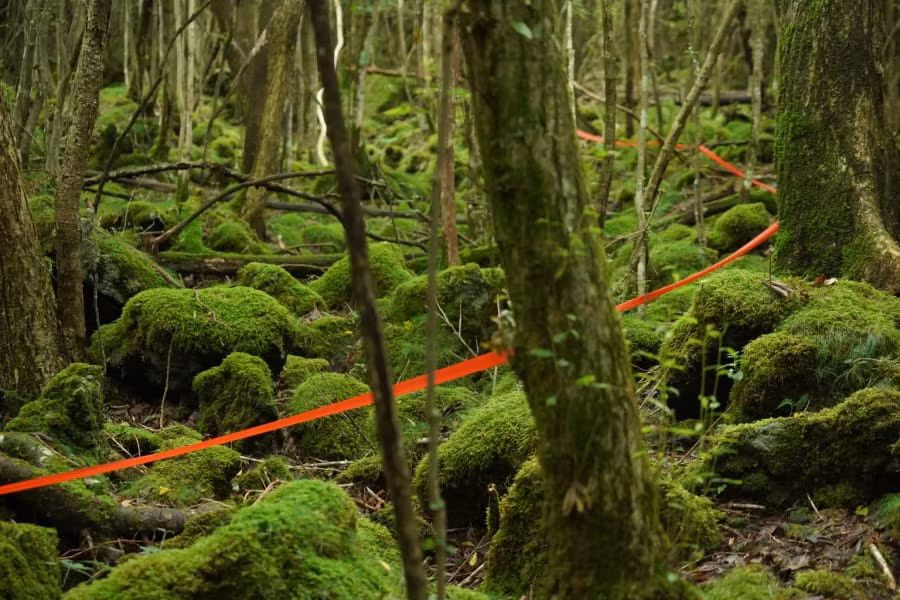 Những món đồ này đều thuộc về những người đến rừng Aokigahara tự sát. Theo ước tính, mỗi năm có khoảng 100 người tìm đến vùng đất này để chấm dứt sự sống.