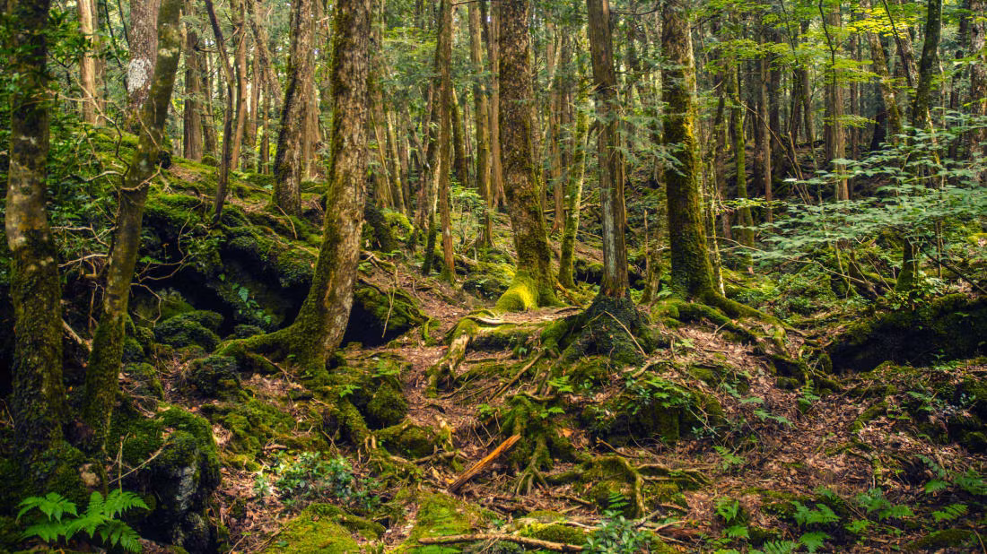 Khu rừng Aokigahara ở Nhật Bản còn được biết đến với tên gọi "khu rừng tự sát". Vùng đất rùng rợn này có biệt danh như vật xuất phát từ việc có hàng chục người tìm đến Aokigahara để kết thúc cuộc đời.