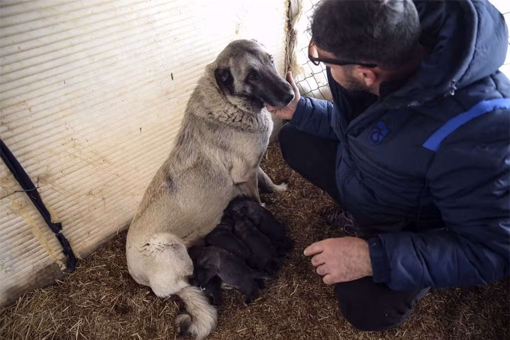 Ông hiện sở hữu 67 con chó Kangal thuần chủng tại trang trại. Yildiz cho biết anh đã nhân giống hơn 500 con chó trong 3 thập kỷ và bán gần sạch. Một số con cũng được Yildiz tặng cho lực lượng cảnh sát và quân đội Thổ Nhĩ Kỳ. 