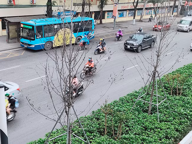 Theo ghi nhận của PV, những cành cây không còn lá, thân cân sần sùi như những cành củi khô.
