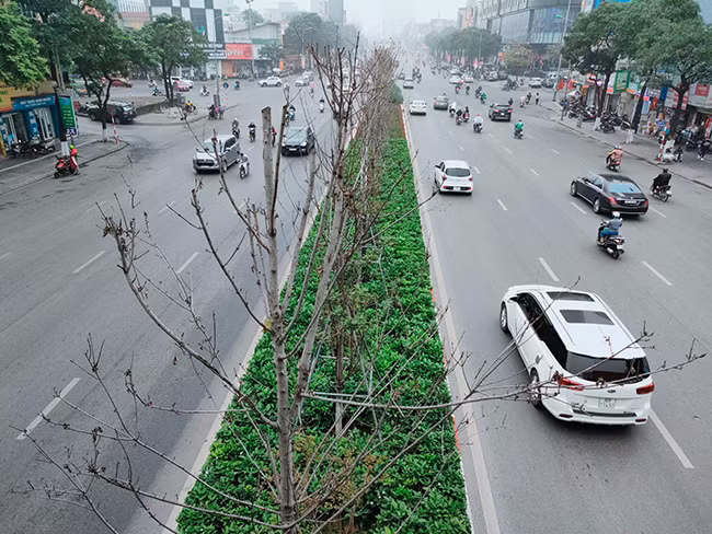 Trong hai năm đầu, những cây phong lá đỏ vẫn sinh trưởng bình thường nhưng không đổi màu đỏ khi mùa thu đến. Hiện nay, theo ghi nhận của PV Báo Tri thức và Cuộc sống, gần như toàn bộ hàng phong lá đỏ mang dấu ấn cựu Chủ tịch Nguyễn Đức Chung đã khô héo, xác xơ, không có biểu hiện của sự sống.