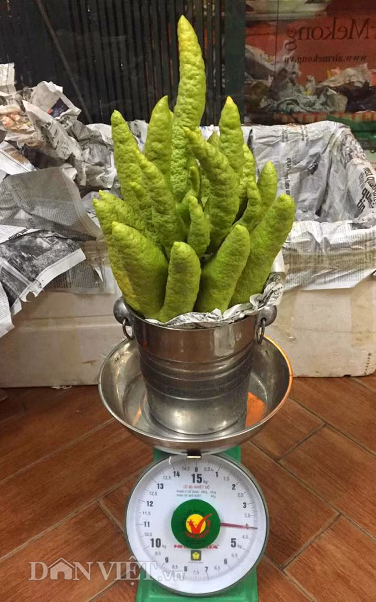 Những người bán hàng cho biết, việc bảo quản và di chuyển phật thủ phải rất cẩn thận, quả phải được bọc bằng giấy báo và giấy mềm để tránh dập nát và hư "ngón tay" trên quả.