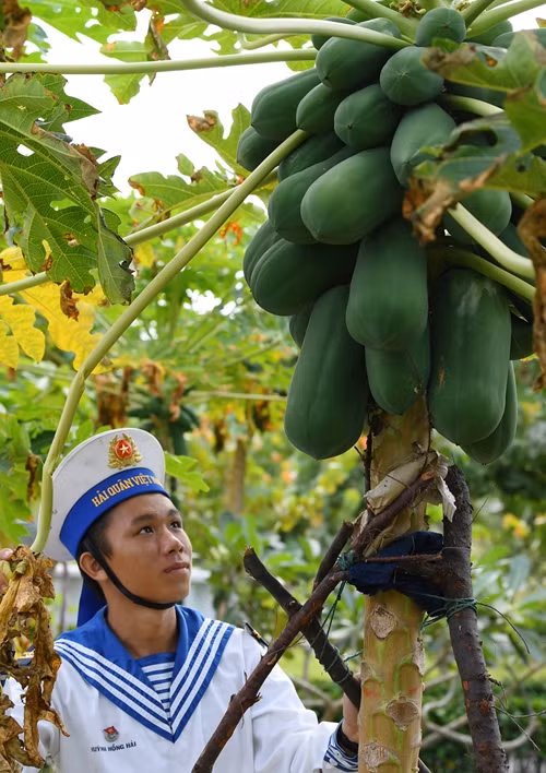 Giàn mướp, đu đủ trĩu quả.