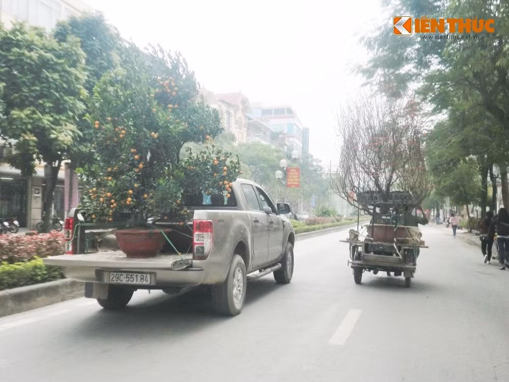 Đi trên các con phố Hà Nội trong những ngày này, người ta dễ dàng bắt gặp những chuyến xe chở cành đào Nhật Tân đang độ nảy lộc hay chậu quất trĩu quả.