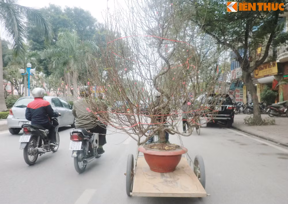 Tương tự đối với đào, giá của các loại đào cũng rất đa dạng.