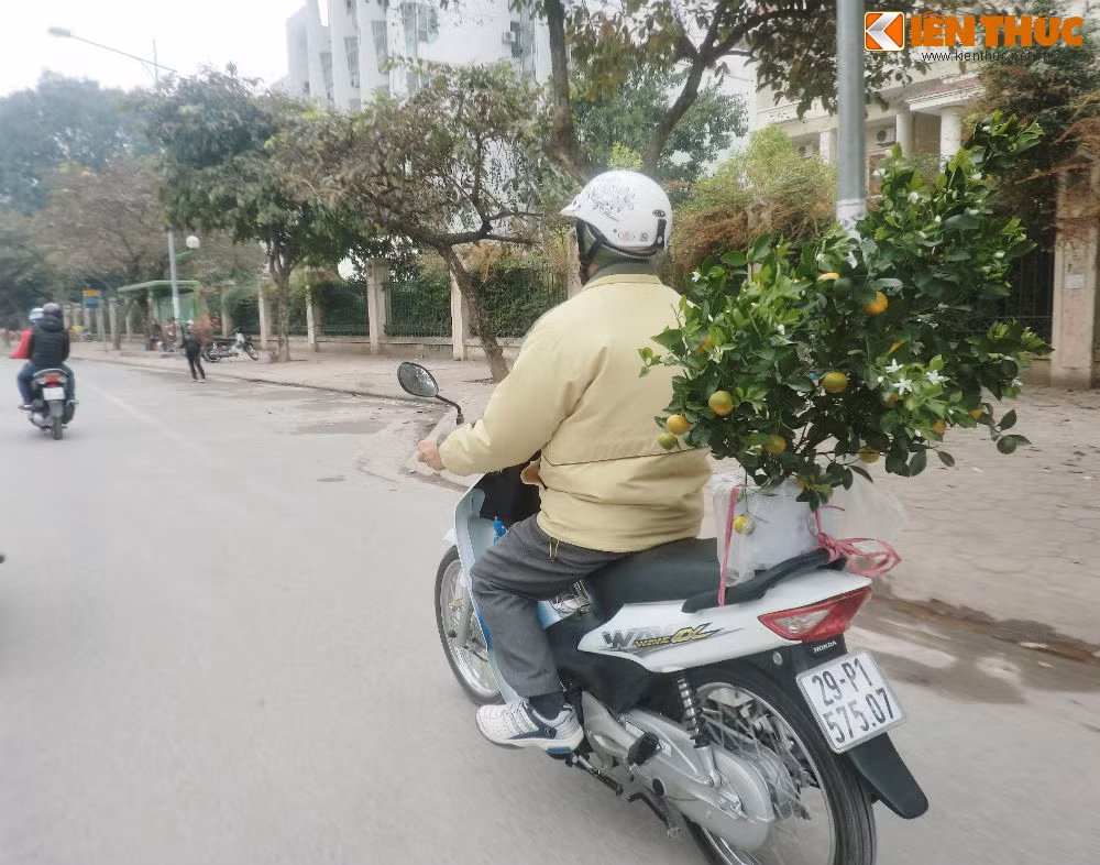 "Năm nay quất khá đẹp. Những cây nhỏ để bàn uống nước có giá 150.000 200.000 đồng/cây. Như cây quất này tôi mua là 160.000 đồng ở cuối chợ Bưởi" - chủ nhân xe xe wave BKS 29-P1 575.07 chia sẻ với Kiến Thức.