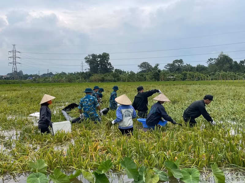 Tranh thủ thời tiết ngừng mưa, từ hôm qua 10-9 đến ngày 11-9 CBCS và nhân dân đã xuống đồng gặt lúa