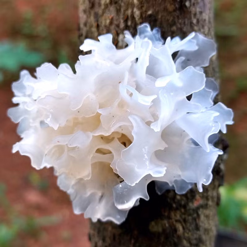 Có một loại thực phẩm vị ngọt, nhuận phổi, nhiều gelatin, rất tốt để làm đẹp và bảo dưỡng nhan sắc, công dụng được cho là sánh ngang với tổ yến, đó chính là nấm tuyết hay còn gọi là ngân nhĩ, mộc nhĩ trắng.
