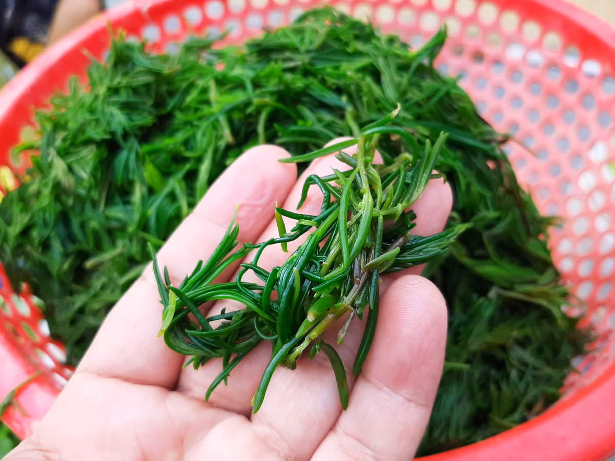 Theo Nhịp sống kinh tế, một người dân chuyên bán rau cho biết, rau trước đây bán khá rẻ, chỉ 5.000 - 8.000 đồng/kg thì nay đã lên đến mức 25.000 - 30.000 đồng/kg. Tại các thành phố lớn như Hà Nội và Vinh, giá bán của chúng khá đắt đỏ, có thể từ 70.000 - 100.000 đồng/kg. Ảnh: Anhp.