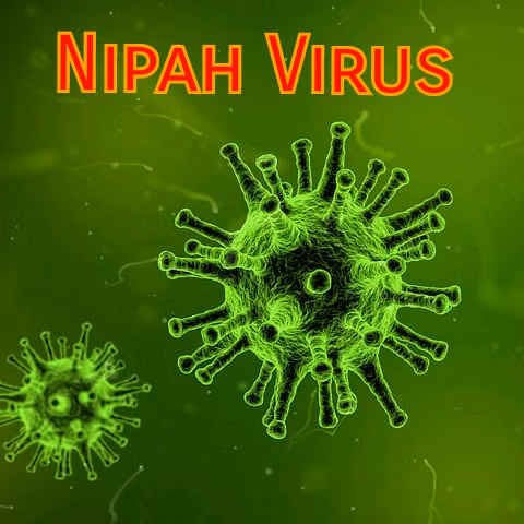 Theo nghiên cứu của Tổ chức Y tế Thế giới (WHO), virus Nipah gây tử vong đến 75%. Trong khi đó, tỷ lệ tử vong của người nhiễm virus SARS-CoV-2 được cho là khoảng 2%.