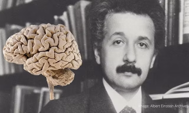 Do đó, bộ não của Einstein được bảo quản và chia thành 240 mảnh nhỏ. Bác sĩ Harvey tỉ mỉ nghiên cứu và đo đạc. Ông tiết lộ bộ não Einstein nặng 1,230 kg. Đây là trọng lượng trung bình của mỗi người chứng tỏ bộ não của thiên tài không được đo đếm bằng trọng lượng.