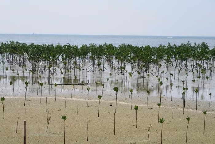 Trồng rừng ngập mặn phục hồi hệ sinh thái tại khu bảo tồn biển Khu dự trữ sinh quyển Núi Chúa. (Ảnh: Nguyễn Thành/TTXVN)