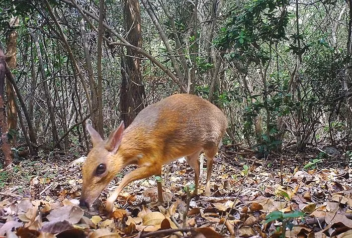 Loài Cheo lưng bạc Việt Nam (tên khoa học Tragulus versicolor) tại Khu dự trữ sinh quyển Núi Chúa là loài động vật hơn 30 năm qua chưa có hình ảnh hay thông tin phát hiện tại khu vực cụ thể ở Việt Nam. (Ảnh: TTXVN phát)