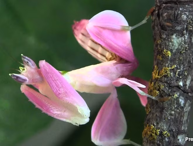 Theo các nhà nghiên cứu, cách ngụy trang của loài vật này giỏi đến mức không thể phân biệt được màu sắc của chúng với 13 loài hoa ở trong vực mà loài này sống.
