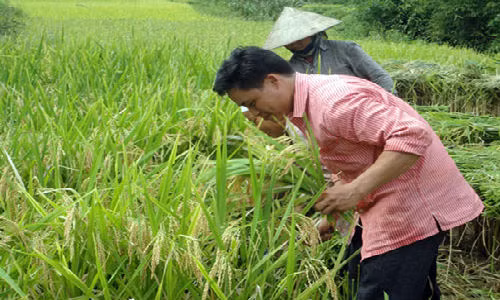 Bua com doan ket mung Tet Doc lap o ban Khe Van