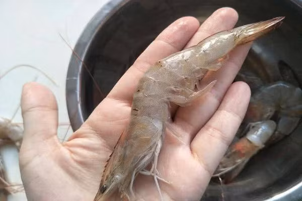 Mua tôm chọn con thẳng hay cong, đầu bếp mách điều bất ngờ Mua tom chon con thang hay cong, dau bep mach dieu bat ngo