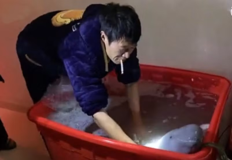 Người đàn ông bỏ số tiền lớn mua con cá mỉm cười với mình và kết... Nguoi dan ong bo so tien lon mua con ca mim cuoi voi minh va ket...