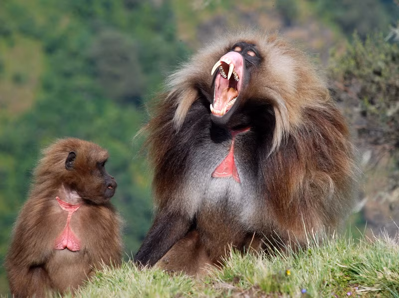 Những con khỉ Geladas cũng sở hữu bầy đán lớn nhất trong số các loài linh trưởng. Chúng có xã hội rất phức tạp và nhiều tầng. Đơn vị cơ bản là gia đình một con đực và một vài con cái. Từ những gia đình cơ bản này tạo thành một bầy lớn để cùng di chuyển. Đàn khỉ Gleadas lớn nhất được ghi nhận bao gồm tới 1200 cá thể.