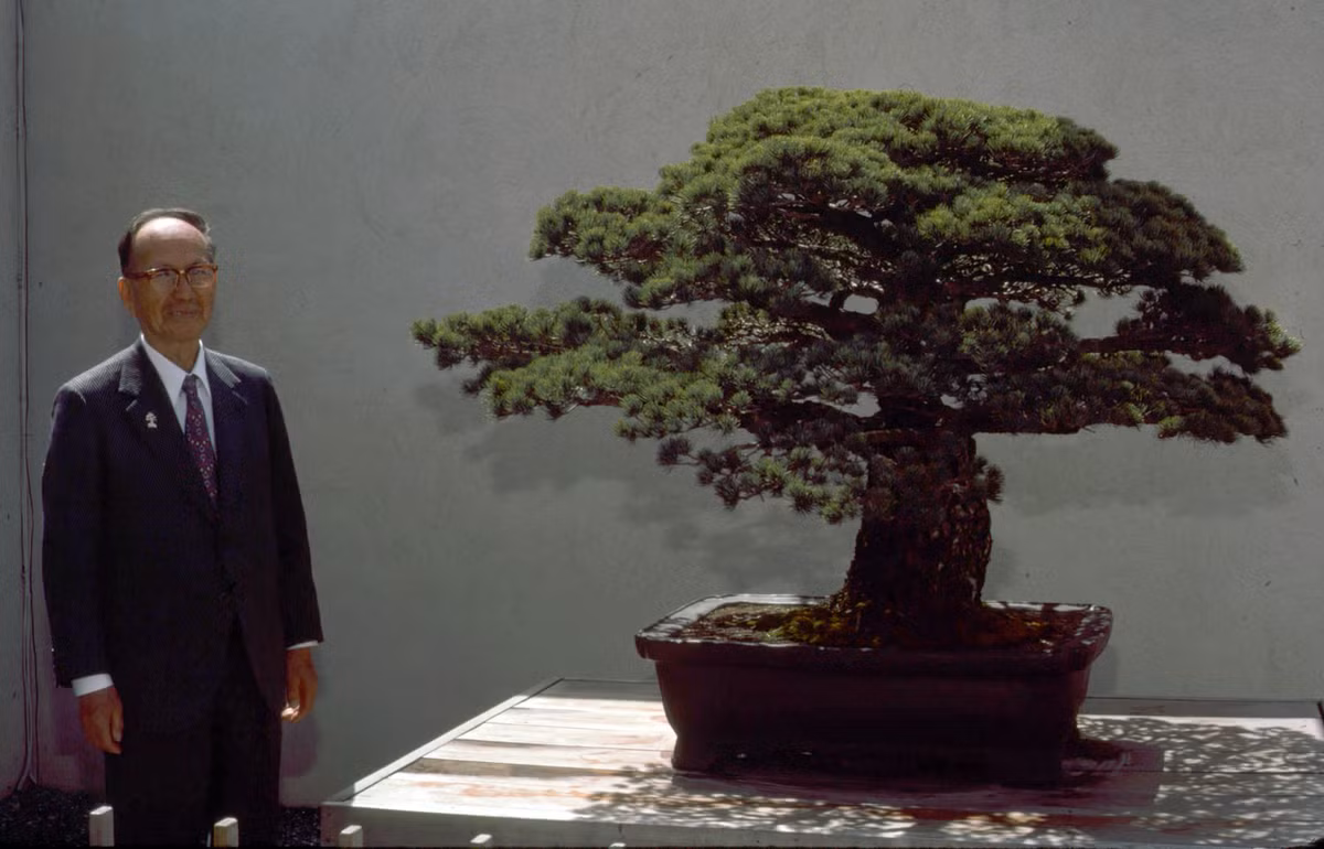 Cây bonsai sống sót thần kỳ sau vụ thả bom hạt nhân trên được gia đình ông Yamaki trồng từ năm 1625.