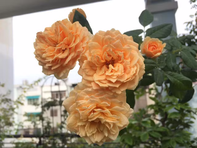 Chị thường cắt hết cành tăm (cành phụ) để hoa tập trung cành chính, vì thế hoa ra chùm rất đẹp.
