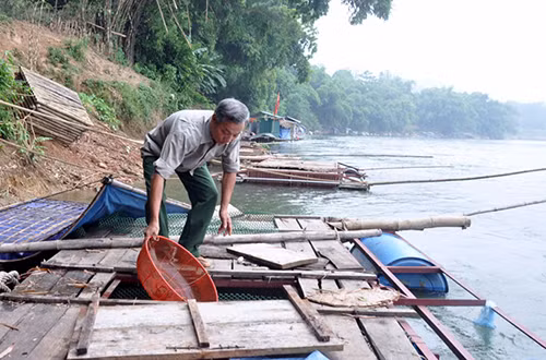 Ông Trần Văn Thân, thôn Hợp Long 2, xã Yên Nguyên (Chiêm Hóa) chăm sóc cá lồng đặc sản. Ảnh: TQĐT.