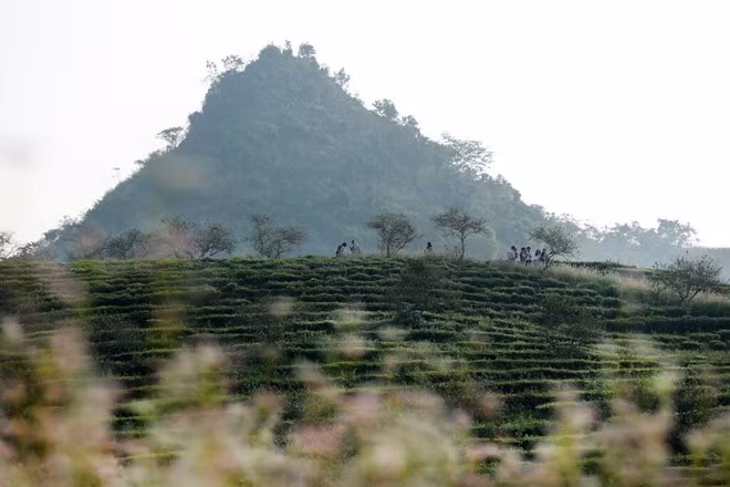Chủ vườn cho biết, những ngày đông khách, anh có thể có thu nhập hơn 2 triệu 1 ngày.