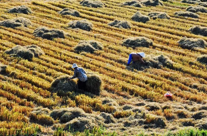 Cuối vụ gặt tại cánh đồng Phước Lộc, huyện Đông Hòa.