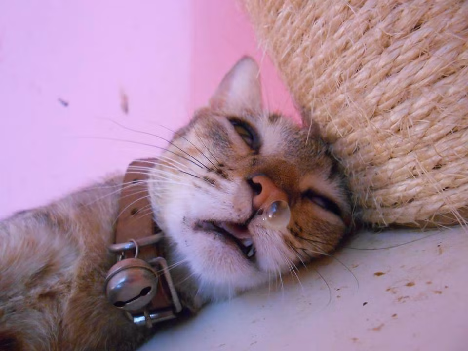 Đang ốm!