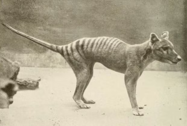 Hổ Tasmania có đuôi cứng như chuột túi, chân ngắn và hàm có 40 đến 50 chiếc răng sắc nhọn. Chúng có thể sống thọ tới 7 năm trong điều kiện tự nhiên.