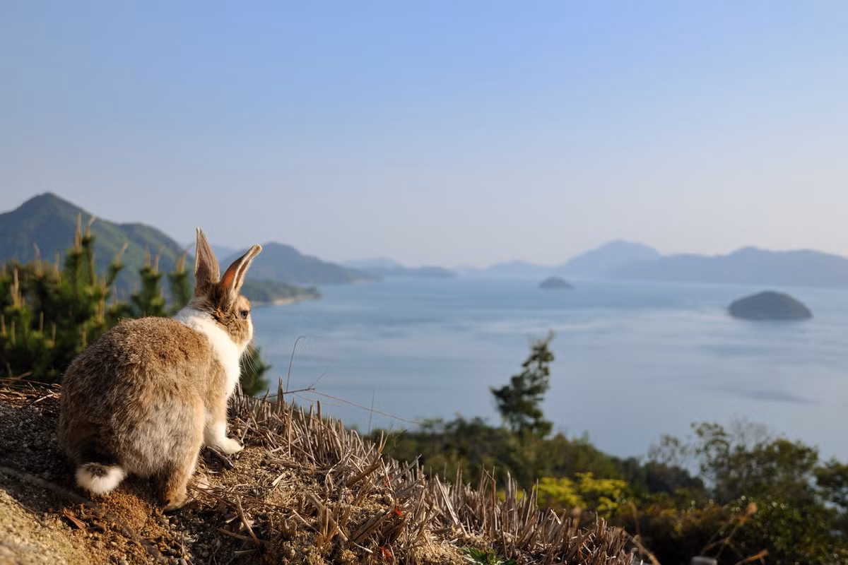  Đảo Thỏ ở thành phố Takehara, tỉnh Hiroshima, Nhật Bản có tên gọi chính thức là Ōkunoshima. Đúng như tên gọi, hòn đảo này có tới hàng ngàn con thỏ sinh sống.