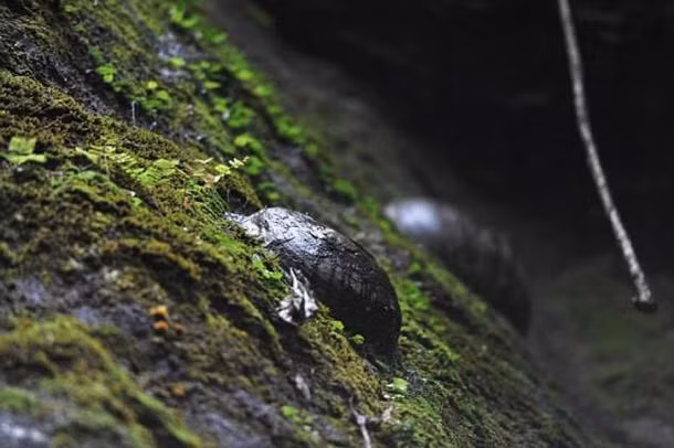 Do vậy, người dân địa phương sẽ nhặt những "quả trứng" độc lạ này và mang về nhà. Họ tin rằng chúng có thể mang lại may mắn, thịnh vượng cho gia đình cũng như giúp các cặp vợ chồng mới cưới sinh được con trai.