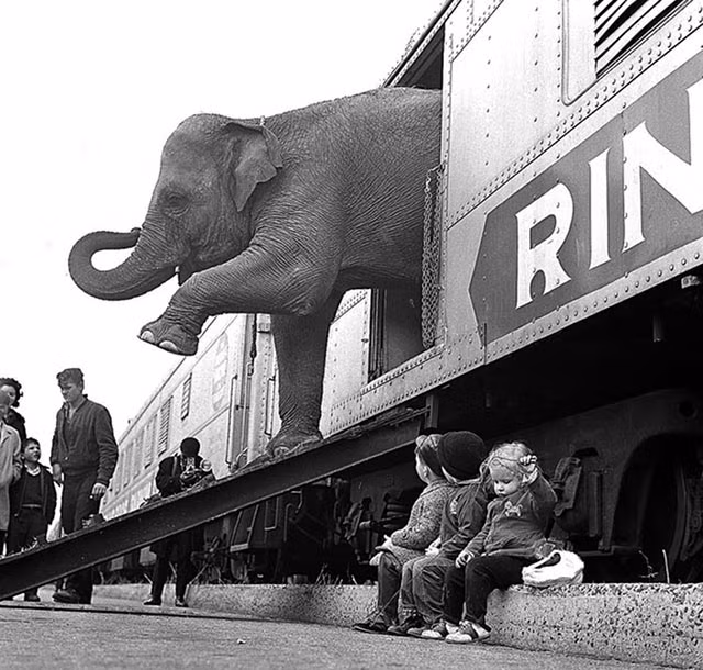Một chú voi đang bước xuống từ một toa tàu năm 1963.