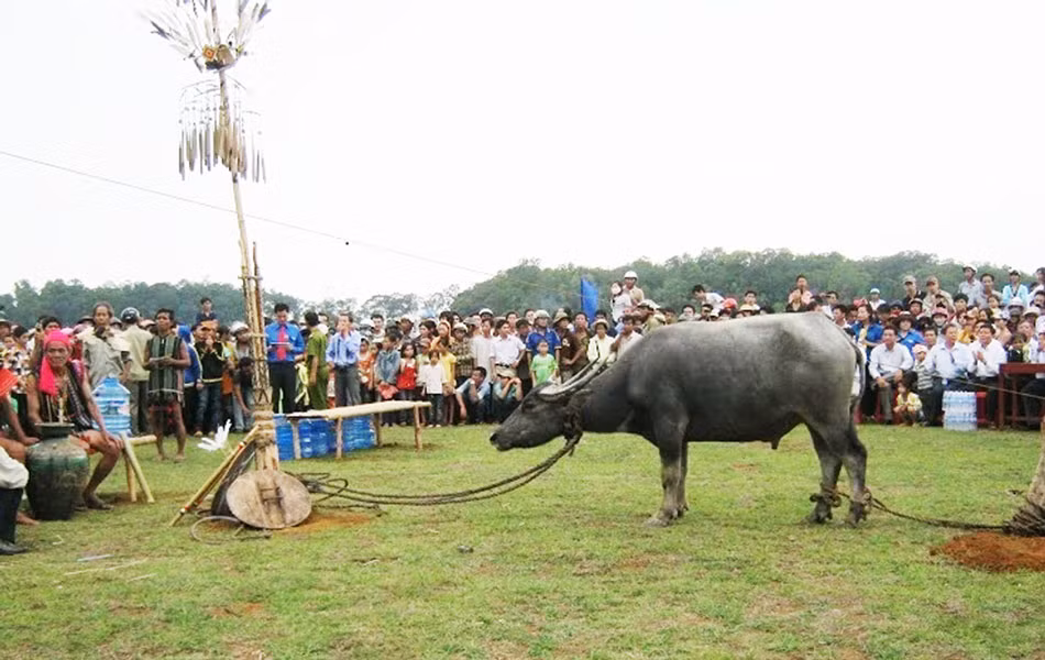 Ariêu Ping là lễ hội truyền thống mang văn hóa tâm linh của đồng bào Pa Cô ở các huyện miền núi của tỉnh Quảng Trị. Lễ hội này nhằm tỏ lòng tôn kính đến những người đã khuất và thường kéo dài 3 ngày 2 đêm. Điểm đặc biệt của lễ hội là những con vật như trâu, bò, dê được buộc những cây nêu được những họ tộc có người đã khuất dựng lên để thực hiện nghi lễ tế thần. Ảnh: DL.