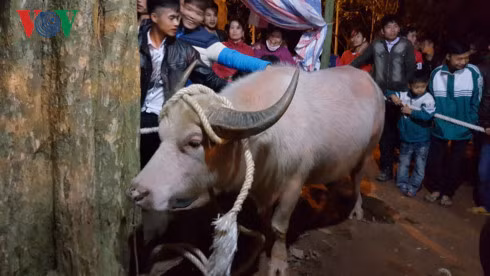 Sau phản ánh, năm 2017, Ban tổ chức lễ hội Đền Đông Cuông không thực hiện treo trâu lên cây như mọi năm; việc mổ trâu để tế lễ vẫn tiến hành vào lúc 0 giờ ngày Mão đầu tiên trong năm nhưng được diễn ra trong khu vực quây kín bạt, lực lượng an ninh bảo vệ kỹ từ vòng ngoài, du khách và người dân địa phương không được chứng kiến. Sau đó, các thủ tục hành lễ được tiến hành như thường lệ. Ảnh: VOV.