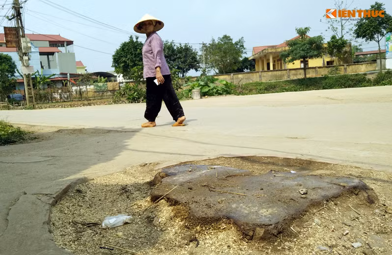 Người dân tỏ ra luyến tiếc khi những cây xanh sống hàng chục năm, gắn liền với cuộc sống của người dân đã bị chặt bỏ.