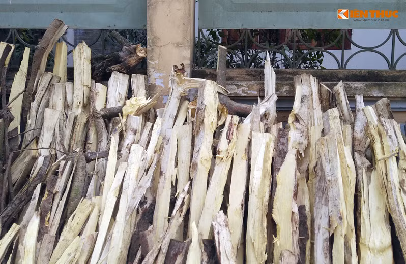 Một số cây xanh bị chặt hạ được người dân tận dụng để làm củi đốt.