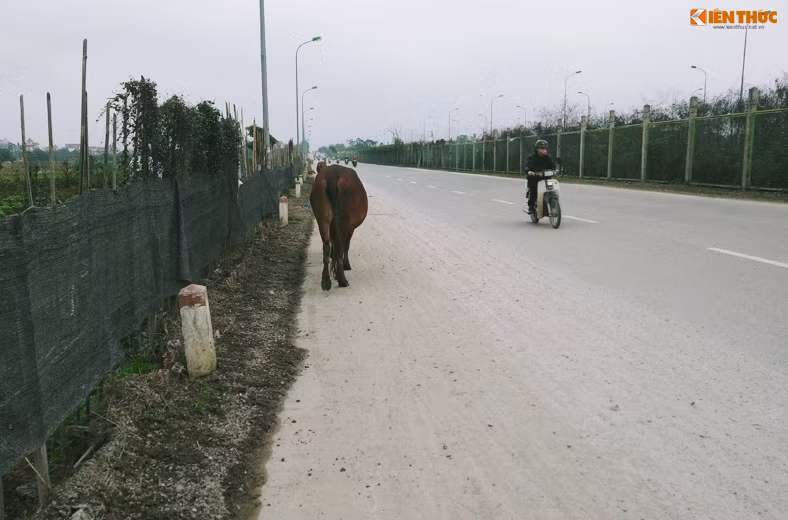 Thỉnh thoảng, những con gia súc chạy ngang đường khiến các phương tiện đang di chuyển tốc độ cao phải phanh dúi dụi hoặc luồn lách để vượt qua "bẫy sống" trên đường, rất nguy hiểm.