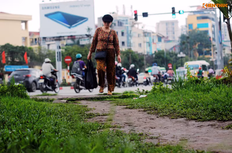 Thảm cỏ bị người đi bộ dẫm đạp tạo thành lối mòn.