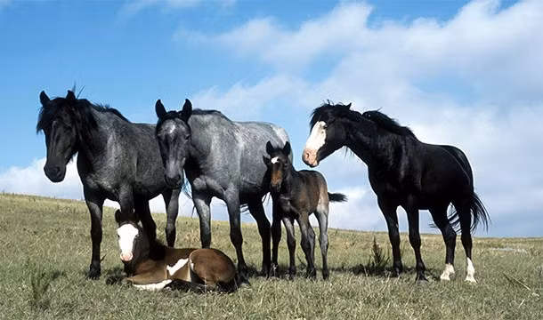 Tại Anh, tất cả các loài ngựa, lừa đều phải có hộ chiếu ngựa (gọi là Horse Passport).