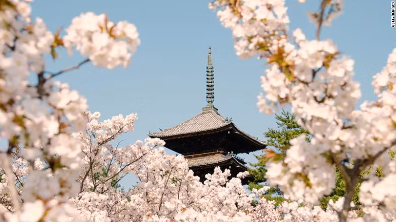 Cố đô Kyoto có rất nhiều đền chùa cổ kính, trong đó có ngôi chùa Ninna. Ngôi chùa này được xây dựng vào thế kỷ 17 được bao quanh bởi những cây hoa anh đào tuyệt đẹp.