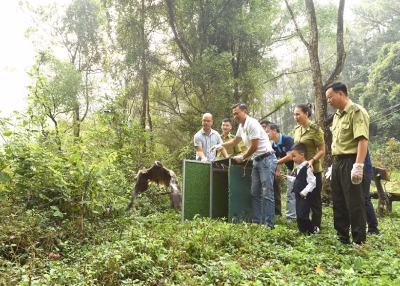 Những cá thể chim này được các tổ chức, cá nhân bàn giao cho Trung tâm Cứu hộ động vật hoang dã Hà Nội chăm sóc trước khi tái thả về tự nhiên theo quy định của pháp luật. Ảnh: Bảo vệ Pháp luật.