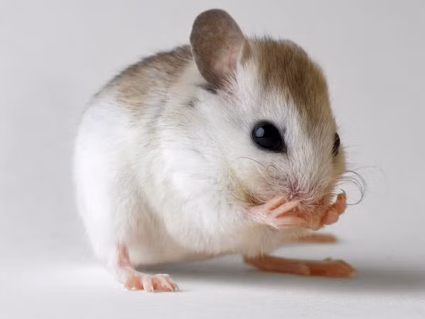 Các nhà nghiên cứu ghi nhận những chuyển động trên khuôn mặt của những con chuột sau khi tiêm cho chúng một chất gây viêm. Giống như con người, những con chuột đã thể hiện sự khó chịu thông qua nét mặt, với mắt thu hẹp, má phồng, tai rung dữ dội, và râu chụm lên hoặc phẳng ra khi đau dữ dội.
