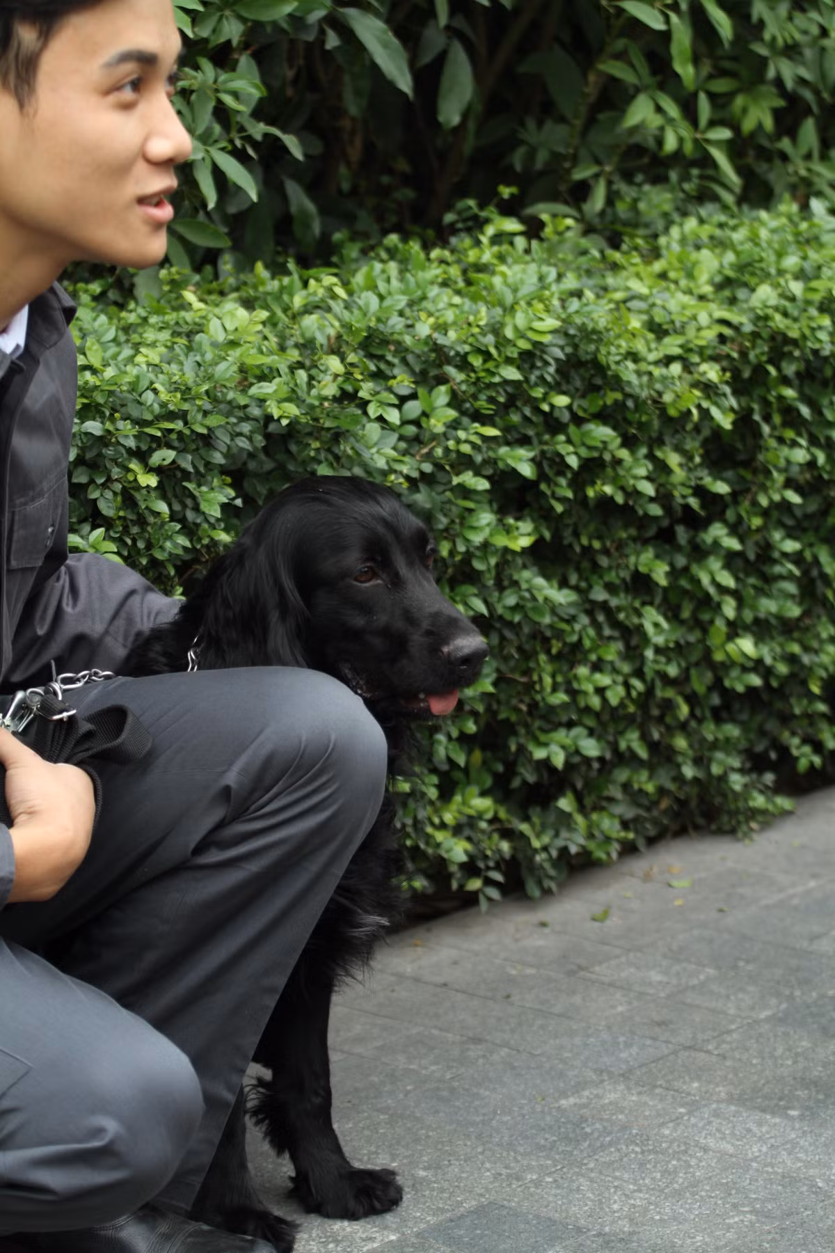 Bố trí ở khách sạn Melia, 3 chú chó nghiệp vụ (1 cocker, 2 malinois) sẽ trực tiếp làm nhiệm vụ trong thời thượng đỉnh Mỹ - Triều cùng với các huấn luyện viên của mình.