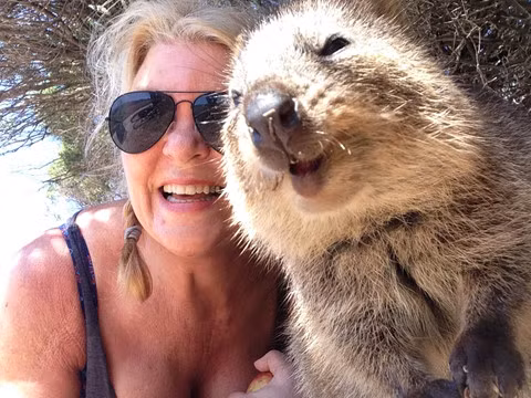 6. Quokka: Khuôn mặt lúc nào trông cũng như đang cười của chúng khiến Quokka được mệnh danh là "loài vật hạnh phúc nhất thế giới". Vì một lý do nào đó, chúng thường bị thu hút bởi máy ảnh và sẵn sàng selfie cùng khách du lịch mọi lúc mọi nơi. Có một luật bất thành văn là hãy đợi Quokka tự tiếp cận bạn chứ không được cố gắng sờ hay bắt chúng. Thực ra, chỉ cần nằm ngửa ra một chỗ, chúng cũng sẽ tự tìm ra để chơi với bạn thôi. Đây đúng là loài động vật thân thiện và đáng yêu nhất nhì thế giới. Nơi tìm ra Quokka: Australia. Ảnh: Nat Geo, Eccentric England travel and events.