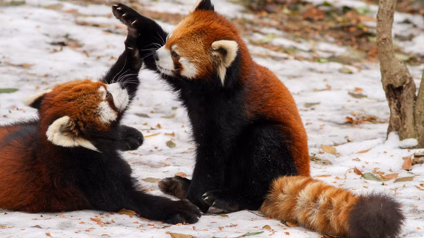 Dù vậy, từ ngoài nhìn vào cuộc chiến sinh tồn của chúng lại là những hình ảnh rất đáng yêu. Người ta ước tính loài này chỉ còn 2.500 cá thể trên toàn thế giới và đang có nguy cơ tuyệt chủng do điều kiện sống thay đổi. Nơi tìm ra gấu trúc đỏ: dãy Himalaya, các bang Assam, Sikkim (Ấn Độ), Myanmar, Lào. Ảnh: Time Magazine, Pinterest.