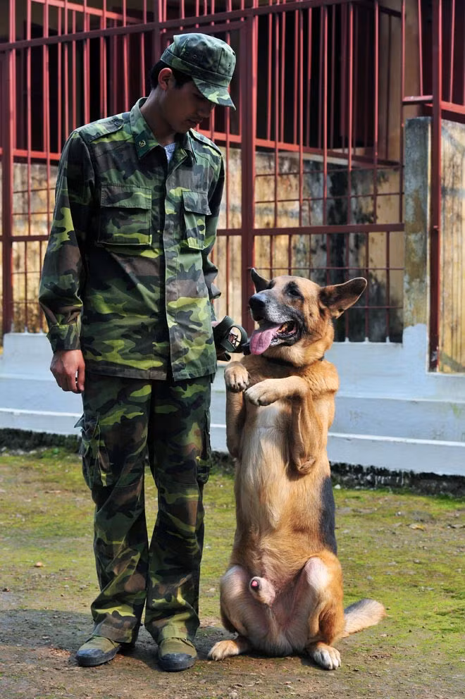 Đối với từng loại chó nghiệp vụ sẽ có những phương pháp huấn luyện riêng, rất cẩn trọng, kỹ càng.